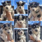 Lieve Husky Puppy’s, Dieren en Toebehoren, Honden | Poolhonden, Keeshonden en Oertypen, Particulier, Meerdere, Poolhond, 8 tot 15 weken