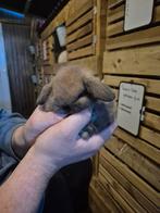 Minilop hangoor dwerg konijn voedstertje 🩷🐰, Dieren en Toebehoren, Vrouwelijk, Dwerg, Hangoor, 0 tot 2 jaar