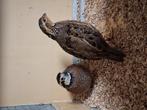 Virginische boomkwartels koppels, Dieren en Toebehoren, Meerdere dieren