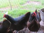 trio barnevelder kriel kippen dubbel gezoomd goud, Meerdere dieren, Kip