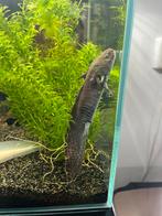 Baby axolotl, Dieren en Toebehoren, Amfibie, 0 tot 2 jaar