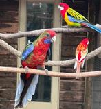 Pennant rosella wildkleur, Dieren en Toebehoren, Vogels | Parkieten en Papegaaien, Meerdere dieren, Parkiet