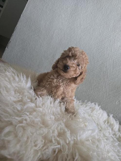 Abrikoos kleurige toy poedel - super lief pupje, Dieren en Toebehoren, Honden | Chihuahua's en Gezelschapshonden, Reu, Poedel