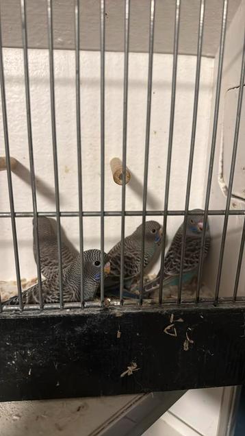 Prachtige blackfaces split voor dunfallow beschikbaar voor biedingen