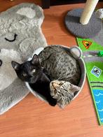 2 Blauwe Rus x Bengaal kittens incl. krabpaal etc., Dieren en Toebehoren, Katten en Kittens | Raskatten | Korthaar, Meerdere dieren