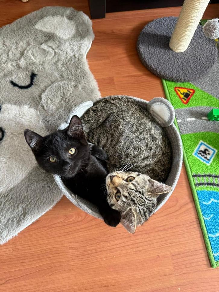 2 Blauwe Rus x Bengaal kittens incl. krabpaal etc., Dieren en Toebehoren, Katten en Kittens | Raskatten | Korthaar, Meerdere dieren