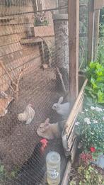 3 volwassen broedsters, Dieren en Toebehoren, Pluimvee, Mannelijk