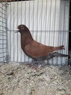 Kleurpostduiven, Dieren en Toebehoren, Vogels | Duiven, Mannelijk, Overige soorten