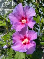 Hibiscus vaste plant 🌼 planten met geweldige bloemen, Overige soorten, Volle zon, Vaste plant, Ophalen of Verzenden