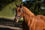 Grote D pony/kleine E pony merrie 11 jaar, Dieren en Toebehoren, Pony's, Merrie