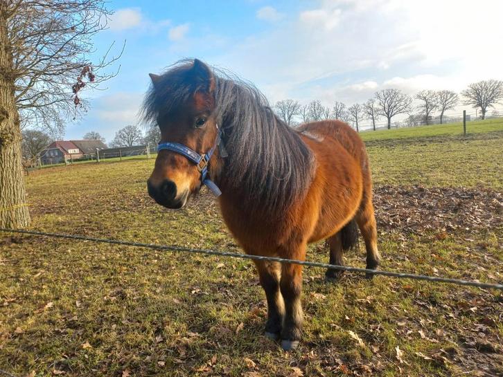 Mooie, lieve Shetlander, merrie, 3 jaar, donkerbruin, 100 cm, Dieren en Toebehoren, Paarden, Merrie, Minder dan 160 cm, 3 tot 6 jaar