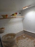 Bonte en Lutino roodkop papagaai amadine, Dieren en Toebehoren, Vogels | Overige Vogels, Meerdere dieren, Tropenvogel, Geringd