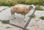Dekram schapen schaap ram, Mannelijk, Schaap