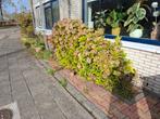 Grote Hortensia Plant, Tuin en Terras, Planten | Tuinplanten, Ophalen, Overige soorten, Halfschaduw