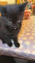 Lieve kittens, Dieren en Toebehoren, Meerdere dieren, Kortharig, 0 tot 2 jaar