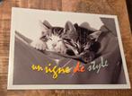 Twee slapende poesjes, Verzamelen, Ansichtkaarten | Dieren, Verzenden, 1980 tot heden, Ongelopen, Hond of Kat