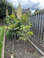 3 Notenboompjes 125-150cm - €7,50 p/st, Tuin en Terras, Planten | Bomen, Bloeit niet, Overige soorten, 100 tot 250 cm, Ophalen