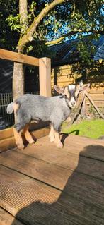 Blauwschimmel bokje, Dieren en Toebehoren, Schapen, Geiten en Varkens, Mannelijk, Geit