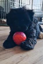Maltipoo pup reutje nog 1 beschikbaar!, Dieren en Toebehoren, Honden | Chihuahua's en Gezelschapshonden, Overige rassen, 8 tot 15 weken