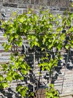 schitterende blauwe druivenranken geleid op groot frame !!!!, Tuin en Terras, Ophalen, Lente, Overige soorten, Volle zon
