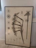 Ingelijste bloem, Ophalen of Verzenden