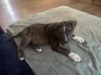 American Bully pocket- American Stafford pup 12weken, België, Particulier, Reu, 8 tot 15 weken