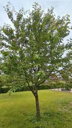 Kersenboom 6-7 meter – vruchtdragend, Ophalen, 400 cm of meer, Kersenboom, Lente