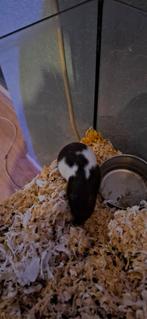 Gratis hamster, Dieren en Toebehoren, Knaagdieren, Augustus, Vrouwelijk, Hamster
