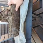 Bonsai hulp + verzorging en onderhoud., Tuin en Terras, Planten | Bomen, Ophalen, Bloeit niet, Volle zon, Overige soorten