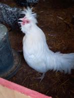 Brabanter kuif baard kriel, Dieren en Toebehoren, Pluimvee, Mannelijk, Kip
