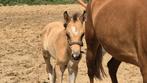 Valk Merrie D pony veulen en Palomino jaarling, Dieren en Toebehoren, Merrie, Recreatiepony, 0 tot 2 jaar