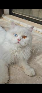 Bijzondere lieverd, Dieren en Toebehoren, Kater, Gechipt, 0 tot 2 jaar