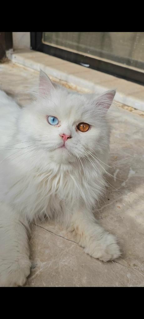 Bijzondere lieverd, Dieren en Toebehoren, Katten en Kittens | Raskatten | Langhaar, Kater, 0 tot 2 jaar, Gechipt