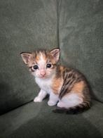 Mooie kitten lapjes poes, Dieren en Toebehoren, Katten en Kittens | Overige Katten, Meerdere dieren