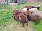 Dekram zeer goed van soort bont x blauwe texelaar en evt 4 j, Dieren en Toebehoren, Schapen, Geiten en Varkens, Mannelijk, Schaap