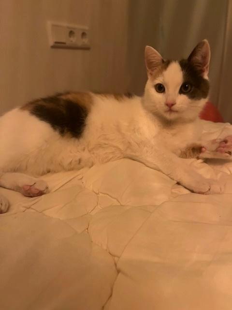 9 months Female cat, Dieren en Toebehoren, Katten en Kittens | Overige Katten, Kortharig, Poes, 0 tot 2 jaar