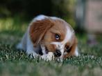 Gezocht teckel x jack russel pup, Dieren en Toebehoren, Honden | Teckels en Dashonden, 8 tot 15 weken, Korthaar, Meerdere dieren