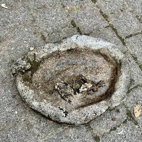 Betonnen waterbak met kikkertjes, Tuin en Terras, Vogelhuisjes en Vogelbaden, Gebruikt, Ophalen of Verzenden