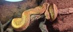 Python regius Lemonblast man koningspython, Dieren en Toebehoren, Reptielen en Amfibieën, Slang, 3 tot 6 jaar