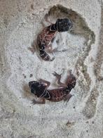 Nephrurus levis levis, Dieren en Toebehoren, Reptielen en Amfibieën, Hagedis, 0 tot 2 jaar