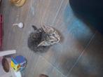 Kitten zoekt nieuw thuisje