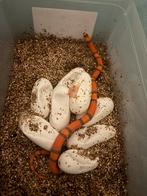 Lampropeltis hondurensis hypo, Dieren en Toebehoren, Reptielen en Amfibieën, Slang, 0 tot 2 jaar