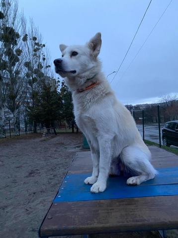 Help Pets Adoptie Honden Misha en Chestnut uit Oekraine beschikbaar voor biedingen