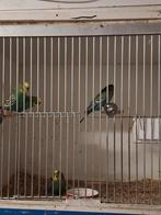 Grasparkieten, Dieren en Toebehoren, Meerdere dieren, Parkiet