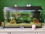 Juwel aquarium met vissen, Dieren en Toebehoren, Vissen | Aquariumvissen, Zoetwatervis, Vis