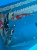 4x 25-30 cm koi, Dieren en Toebehoren