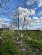 Witte Himalayaberk of Betula utilis ‘Doorenbos’, Tuin en Terras, Lente, Overige soorten, Volle zon, Ophalen of Verzenden