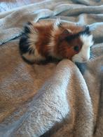 Mooie jonge cavia's, Dieren en Toebehoren, Knaagdieren, Cavia, Augustus, Mannelijk, Tam