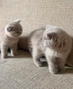 Britse korthaar kitten, Dieren en Toebehoren, Katten en Kittens | Raskatten | Korthaar, Ontwormd, Poes