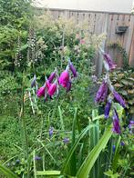 Dierama Blackbird hybriden zaden, Tuin en Terras, Bloembollen en Zaden, Ophalen of Verzenden, Volle zon
